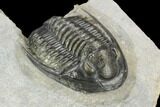 Cornuproetus Trilobite Fossil - Ofaten, Morocco #125988-1